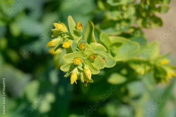 Fototapeta Smooth honeywort flowers