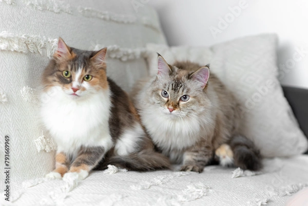 Fototapeta Cats are sitting on a blanket. Pets. Cats.