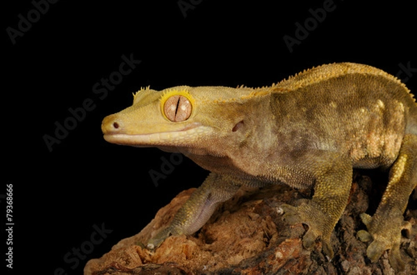 Fototapeta Crested Gecko