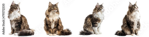 Obraz Cat PNG set - sitting photo of happy Norwegian Forest cat isolated transparent background