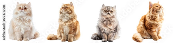 Obraz Cat PNG set - sitting photo of happy Persian cat isolated transparent background