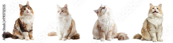 Obraz Cat PNG set - sitting photo of happy Ragamuffin cat isolated transparent background