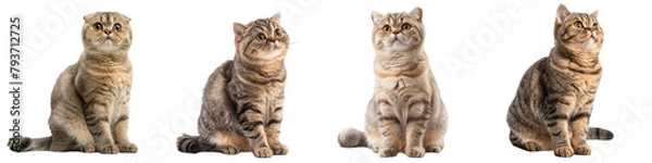 Obraz Cat PNG set - sitting photo of happy Scottish Fold isolated transparent background