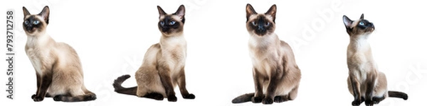 Obraz Cat PNG set - sitting photo of happy siamese cat isolated transparent background