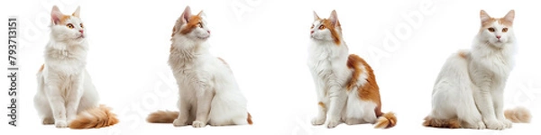 Obraz Cat PNG set - ssitting photo of happy turkish van cat isolated transparent background