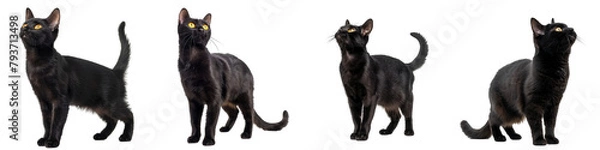 Obraz Cat PNG set - standing photo of happy Bombay cat isolated transparent background