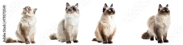 Obraz Cat PNG set - standing photo of happy Birman isolated transparent background