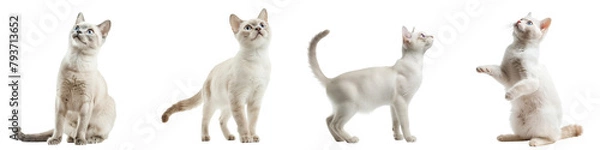 Obraz Cat PNG set - standing photo of happy Burmilla isolated transparent background