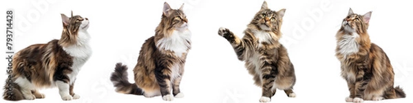 Obraz Cat PNG set - standing photo of happy Norwegian Forest cat isolated transparent background