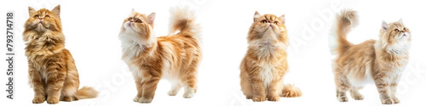 Obraz Cat PNG set - standing photo of happy Persian cat isolated transparent background
