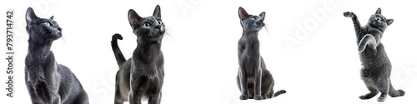 Obraz Cat PNG set - standing photo of happy Russian Blue isolated transparent background