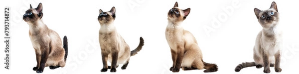 Obraz Cat PNG set - standing photo of happy siamese cat isolated transparent background