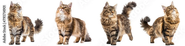 Obraz Cat PNG set - standing photo of happy Siberian cat isolated transparent background