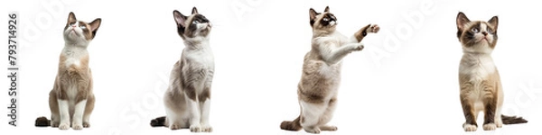 Obraz Cat PNG set - standing photo of happy Snowshoe cat isolated transparent background