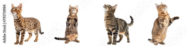 Obraz Cat PNG set - standing photo of happy Sokoke cat isolated transparent background