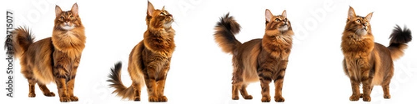 Obraz Cat PNG set - standing photo of happy Somali cat isolated transparent background