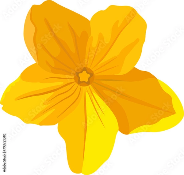 Obraz Cucumber flower 