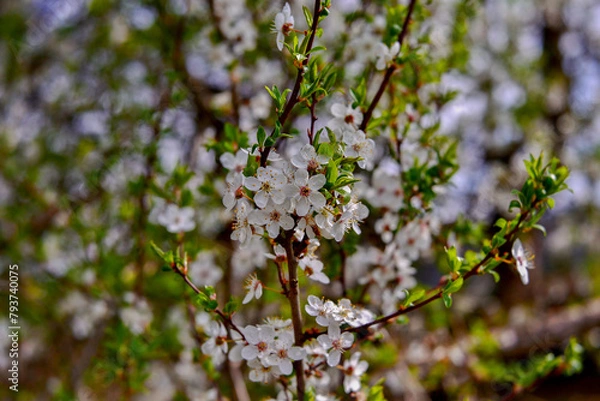 Obraz blossoming tree