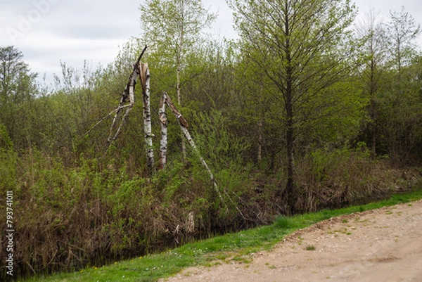 Fototapeta Broken birches