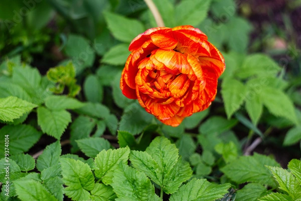 Fototapeta single red rose