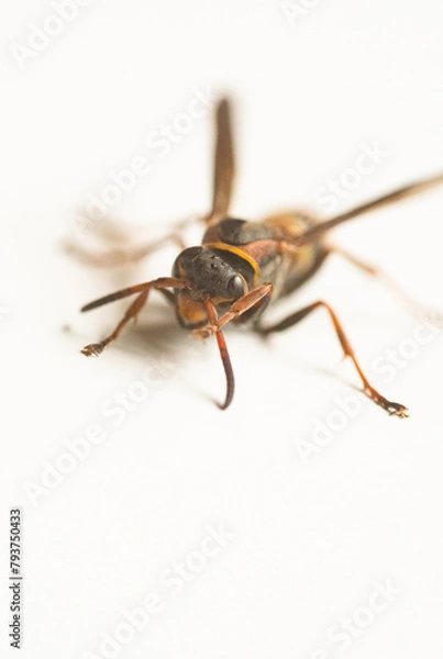 Fototapeta アシナガバチの仲間　白背景