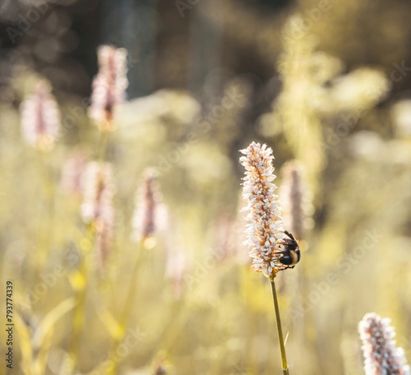 Fototapeta summer meadow close up