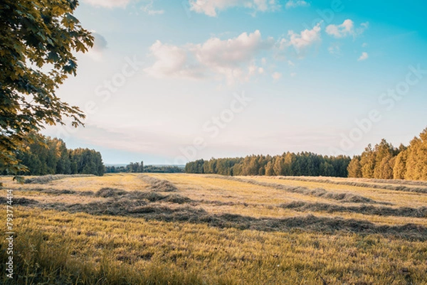 Fototapeta beautiful field from the road