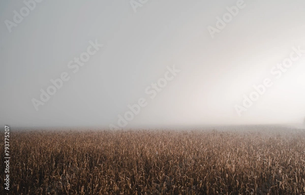 Obraz beautiful field from the road