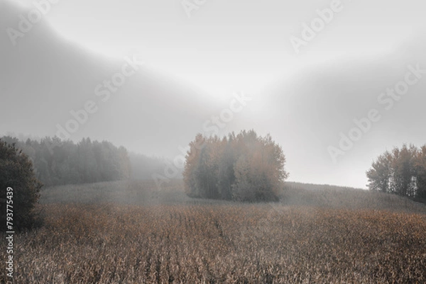 Fototapeta beautiful field from the road