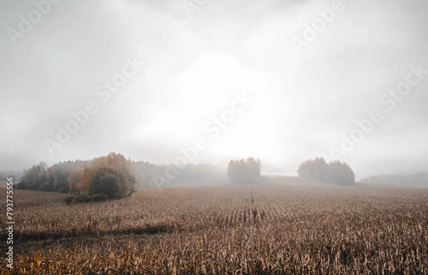 Obraz beautiful field from the road