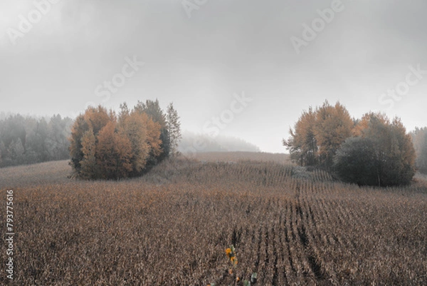 Fototapeta beautiful field from the road