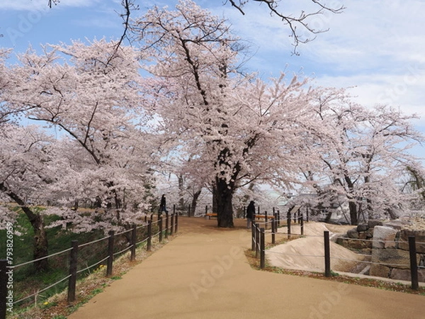 Obraz 山形県　霞城公園の桜