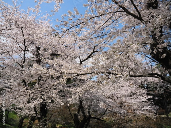 Fototapeta 山形県　霞城公園の桜