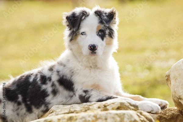 Obraz Australian shepherd
