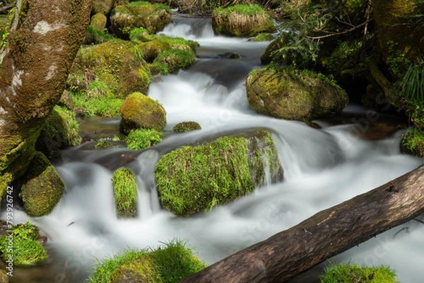 Obraz 早春の渓流
