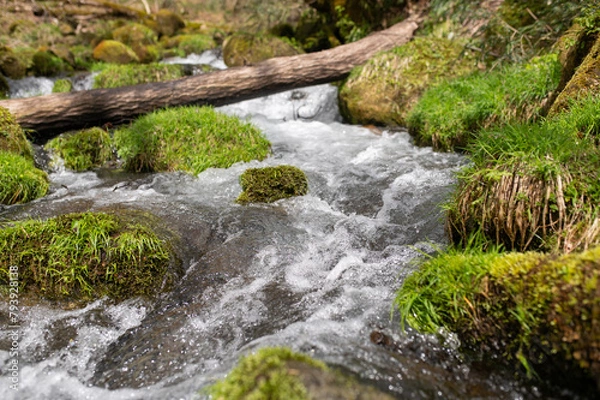 Fototapeta 早春の渓流