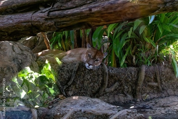Obraz Mountian Lion Resting