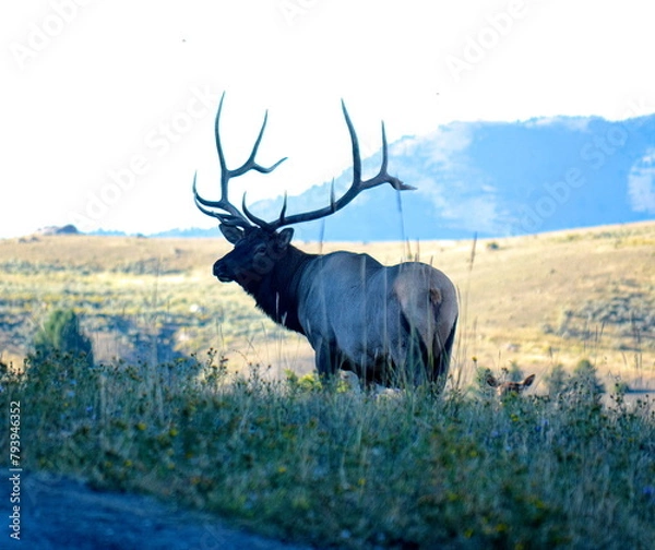 Obraz Bull Elk Show Off