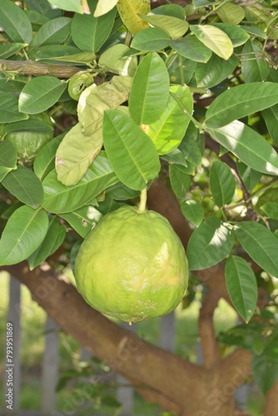Fototapeta 長居植物園のオオミレモン