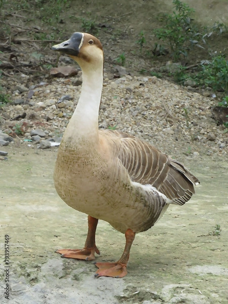 Obraz Chinese goose