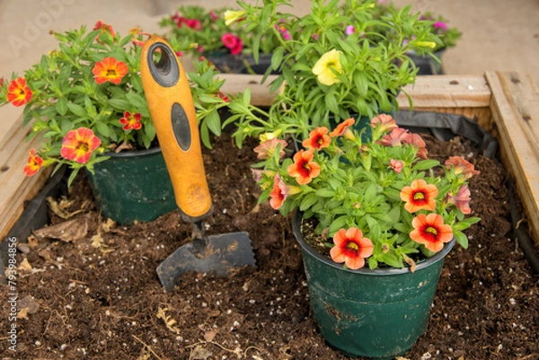 Obraz Closeup of flowers in pots, ready to be transplanted into a wooden planter box
