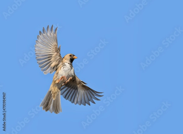 Obraz Harris's Sparrow in flight, with wings wide open, on blue sky background with copy space
