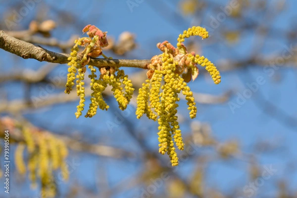 Obraz Catkins on an oak branch in spring, against blue skies