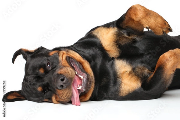 Fototapeta Rottweiler resting