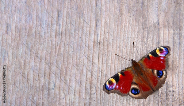 Obraz Beautiful butterfly on a gray wooden background.