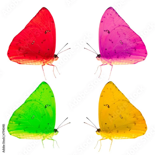 Obraz colorful butterflies isolated