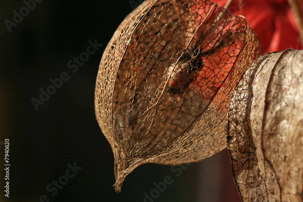 Fototapeta Ballonrebe 1