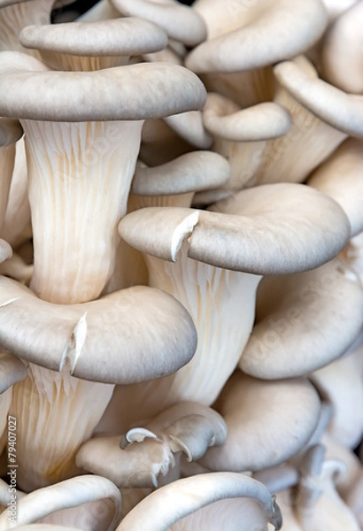 Obraz Oyster mushroom.