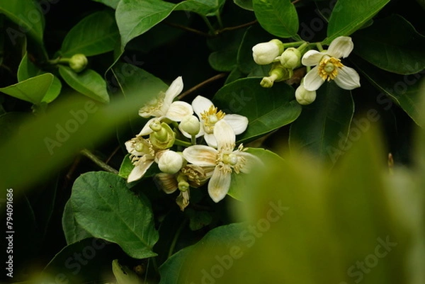 Fototapeta Close-up of grapefruit flowers blooming on a tree