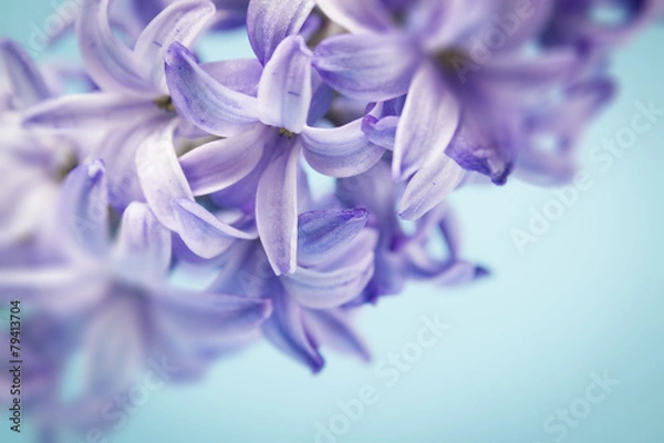 Obraz hyacinth macro